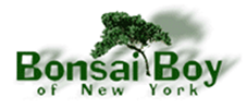 Bonsai Boy Logo