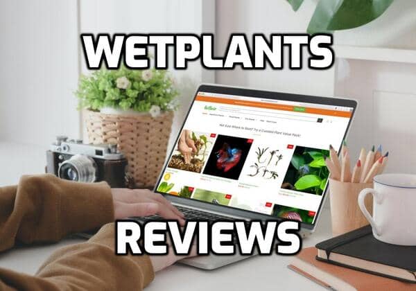 Wetplants Review